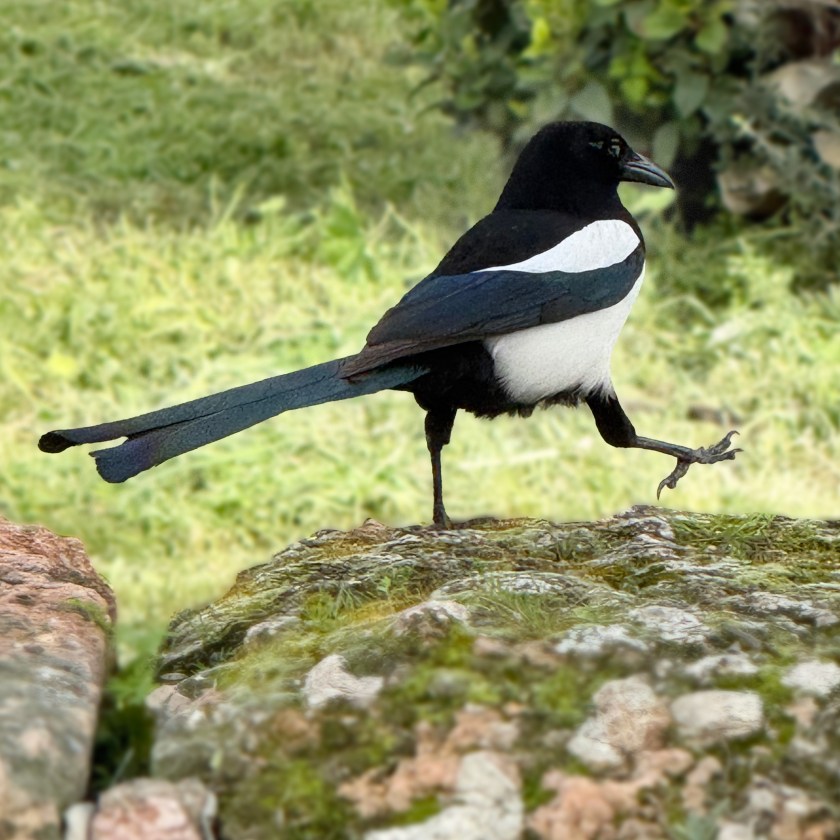 Magpie