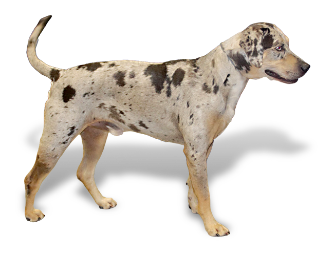 catahoula