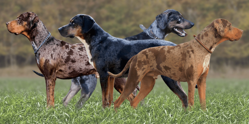 dogs